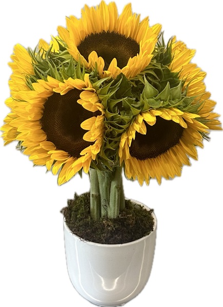Sunflower Topiary from Peters Flowers in New York City
