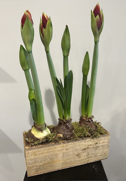 Amaryllis Triple Crate from Peters Flowers in New York City