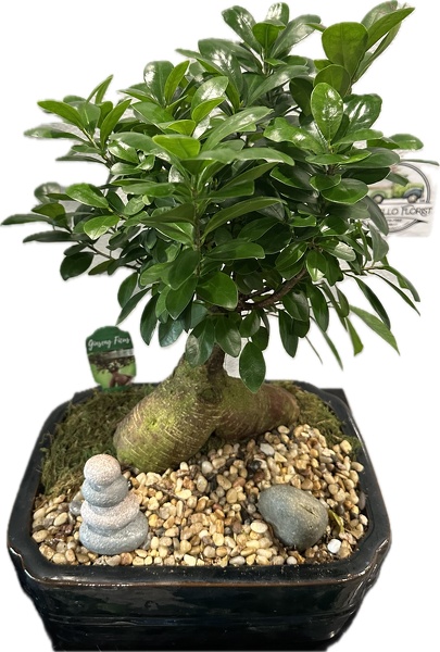 Bonsai Plant from Peters Flowers in New York City