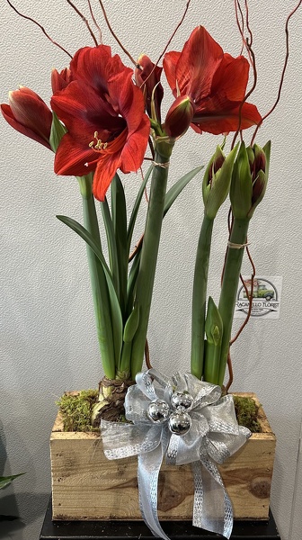 Double Amaryllis Bulb Crate  from Peters Flowers in New York City