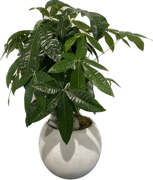 Peters Money Ball  from Peters Flowers in New York City