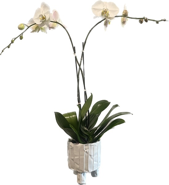 Peters White Double Orchid  from Peters Flowers in New York City