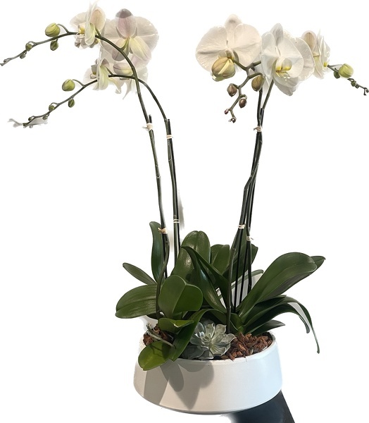 Peters White Triple Orchid  from Peters Flowers in New York City