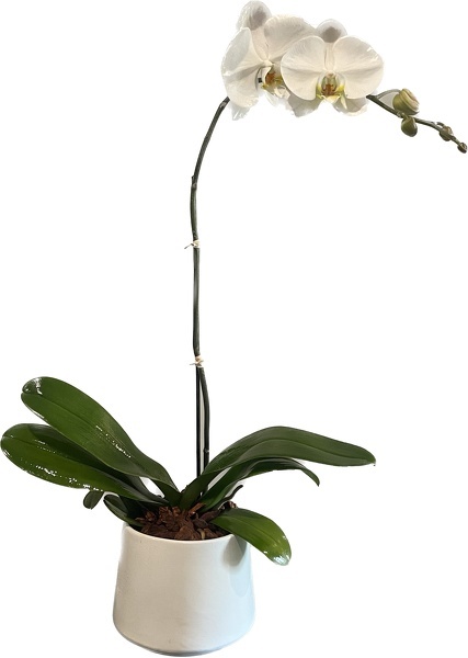 Peters White Single Orchid  from Peters Flowers in New York City