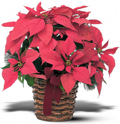 Poinsetta Basket from Peters Flowers in New York City